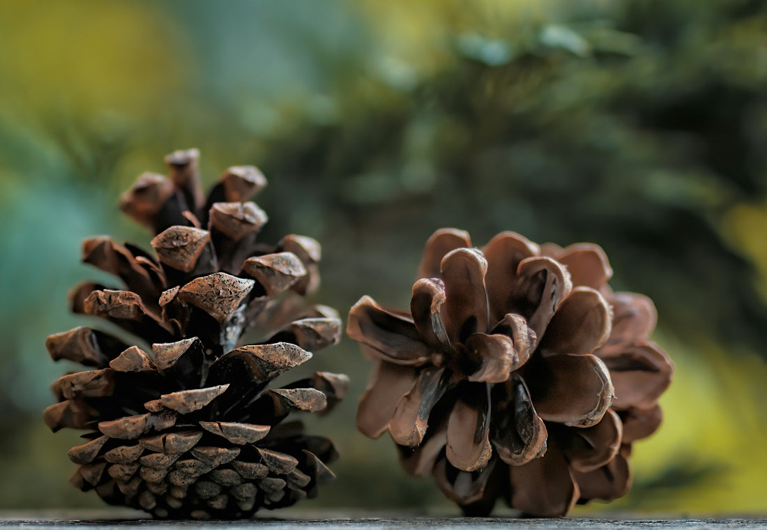 [CAMPMENT] The "Pine Cone Fire Starter Cluster": How to ignite a roaring campfire in wet conditions without chemical lighter fluids